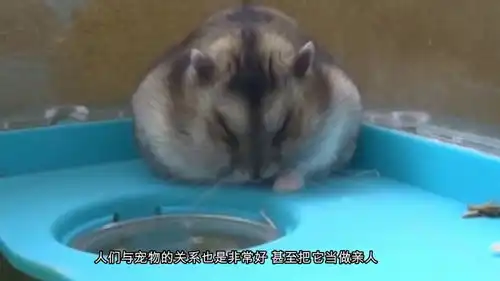 土豪养了10年的锦鲤生病了,花费数万元请医生动手术
