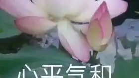 老仙女自己的人设头像我不管就是口耐
