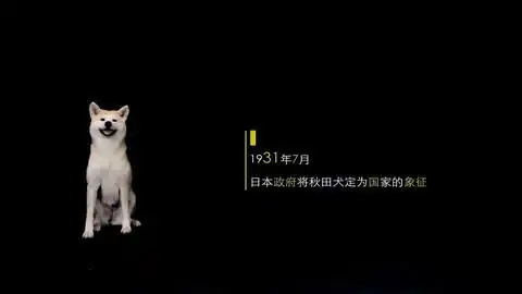 行走的表情包日本柴犬
