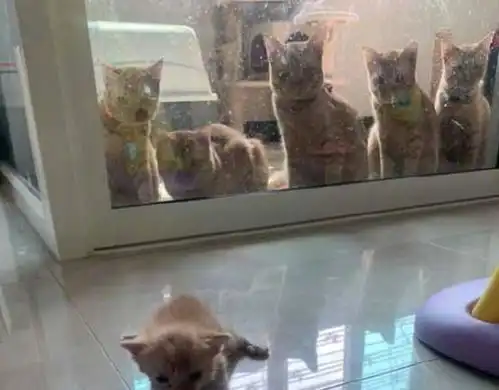 实力在线宠妹小奶橘学走路,5只橘猫哥哥快急坏了
