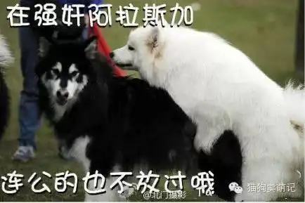 当哈士奇萨摩阿拉斯加三傻相遇时会发生什么
