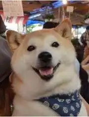 逗趣的汪星人日记