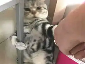主人哄骗猫咪去洗澡,猫咪识破抱着桌子不撒手,一看表情主人好笑
