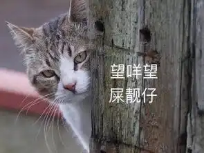 救命双十一不要骗猫奴囤东西了
