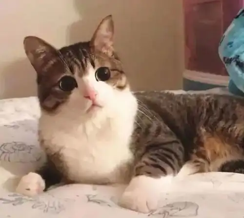 最乖的猫和最调皮的猫,你家猫上榜了吗
