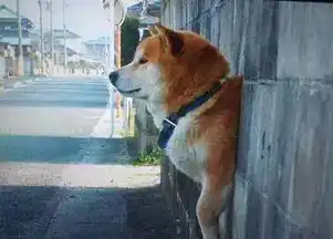 世界上面部表情最丰富的原来是它柴犬
