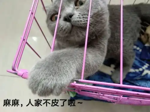 把猫咪关进笼子后,整个世界都清净了许多
