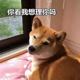 柴犬表情包我倒要看看是谁在偷窥我老公
