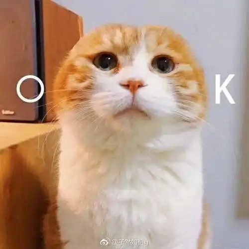 一张猫的表情包,配字是你说谁像长了耳朵的jb
