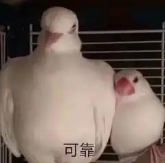网络常见表情包之鸽子
