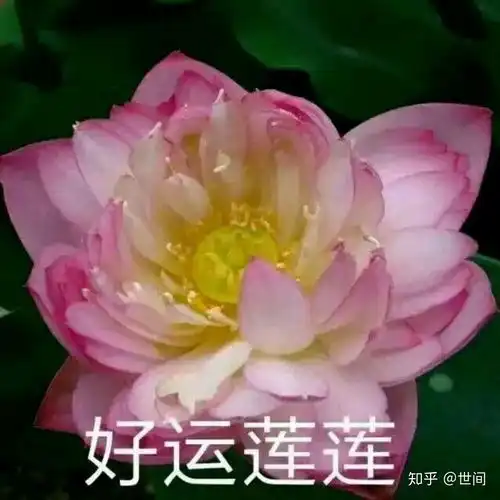 为什么最近荷花表情包火了
