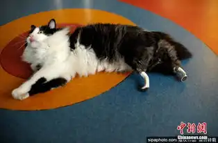 残疾猫咪重获新生兽医为其安装仿生假肢
