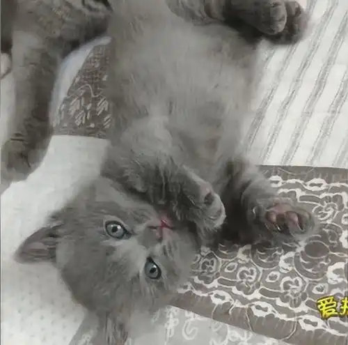 一个半月的矮脚小蓝猫,是猫生中最萌的一段时光
