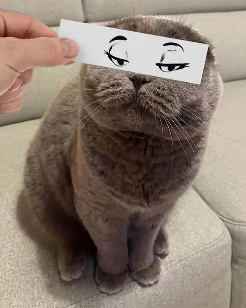 给猫加表情原来这么好玩
