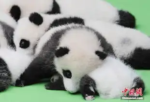 成都23只大熊猫幼仔首秀熊猫瘫
