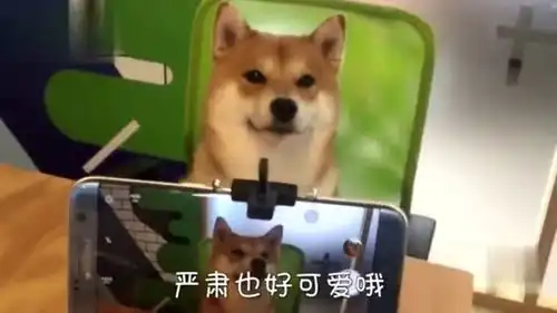 搞笑这只柴犬成精了拍照还会凹表情
