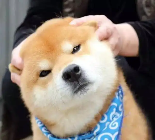 这只柴犬堪称行走的表情包,注意了,你手机里说不定也有它

