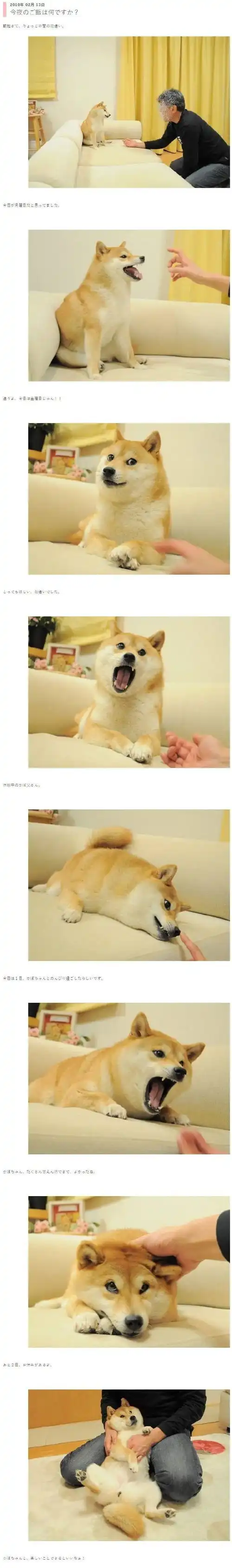 爆火全球的表情包doge原型去世,从险些被安乐死,到狗界网红顶流的传奇柴犬
