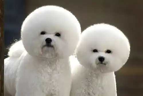 傻狗表情包什么意思比熊犬