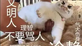 这是我见过橘猫最怂的表情