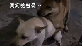 这条金棕毛红眼纯品的土狗,表情憨肥的,数量稀少,是在广东也难得一见的优秀田园犬
