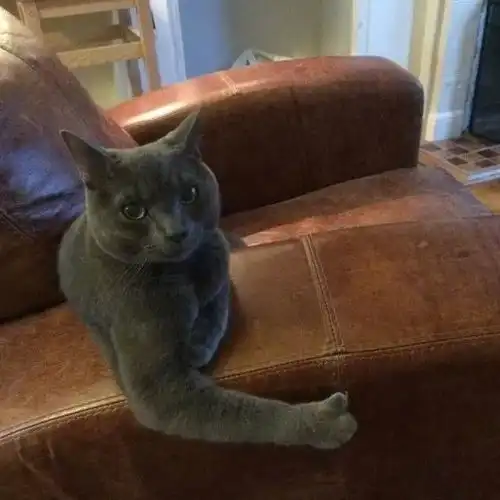 性感猫咪,在线点赞
