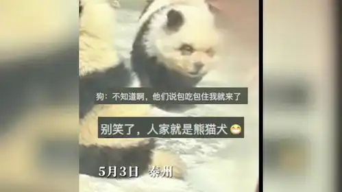 狗狗不知道啊,他们说包吃包住我就来了熊猫犬
