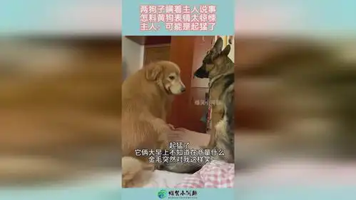 两狗子瞒着主人说事,怎料黄狗表情太惊悚,主人可能是起猛了
