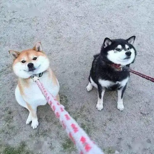 柴犬价格昂贵,离不开这6个原因

