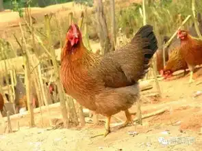 江西确诊2例h7n9病例,你要做好这些准备
