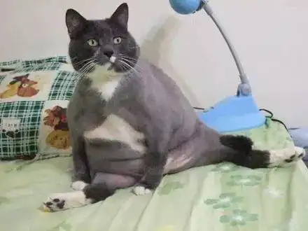 会一字马的猫咪,大都是举足很重的角色
