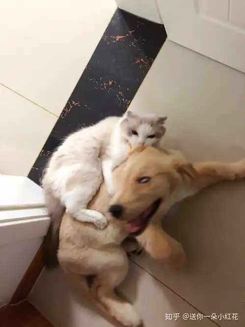 可以发自己家可爱猫猫的照片吗
