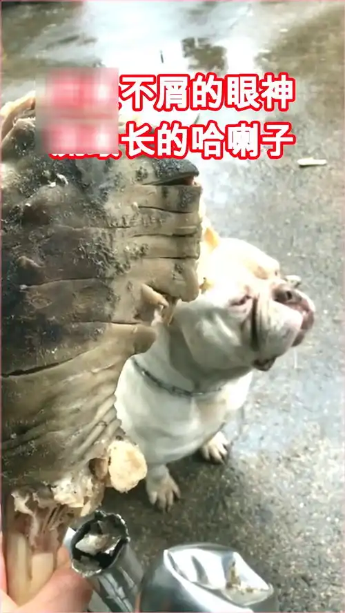 狗子就知道欺负我腿短,你看我不屑的表情
