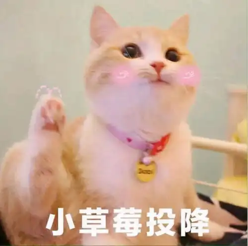 原来摸猫头,在猫咪看来,竟有这些意思