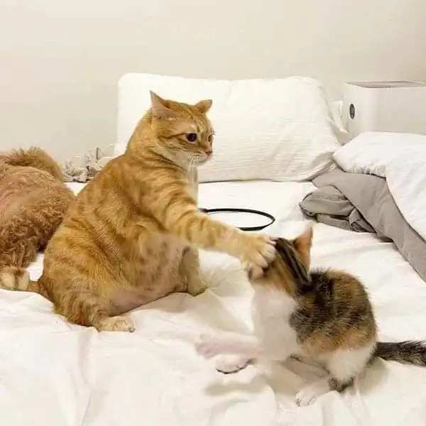 橘猫打了下小猫的头,下一秒就被回了一拳,看来也不好惹
