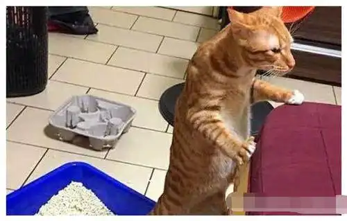 这只橘猫不走寻常路,上厕所非要站着上,拉到地上后表情亮了
