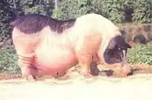 广东小耳花猪广东小耳花猪的介绍广东小耳花猪的图片
