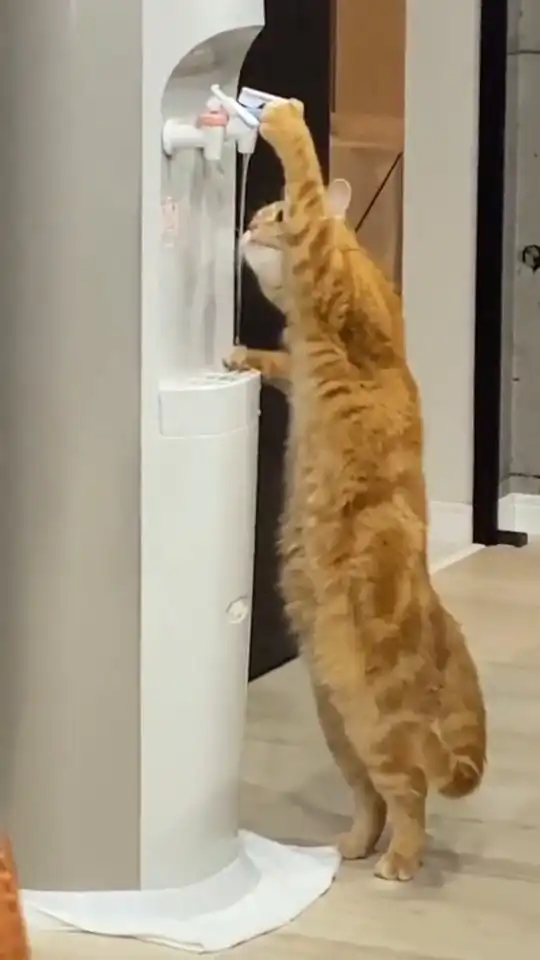 小猫咪太聪明了,立马送它去上学吧
