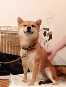 生着一副霸道总裁脸的柴犬,一看就不是正经汪
