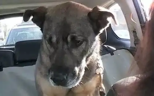 它曾是一只英勇的警犬,退休后却被饲主嫌弃关小黑屋,直到...

