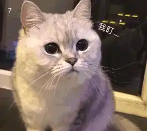 猫咪的这些行为,是在找你玩耍,别傻傻不知道
