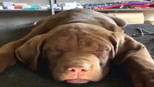 狗子一夜没睡,现在困的睁不开眼睛,表情还挺萌的
