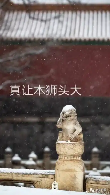 故宫雪景美上三个热搜,网友却为石狮子做表情包憨憨挠头

