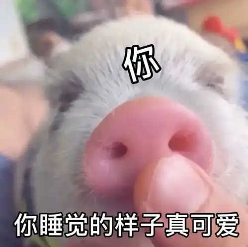 表情包我睡了请闭嘴
