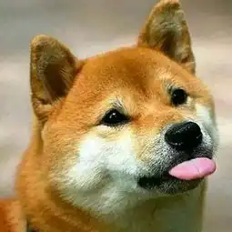 幼犬吃狗粮不用温水泡可以吗
