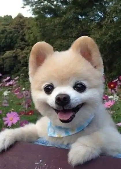 俊介走了,楼楼也走了,上帝把我们的表情包都带走了...
