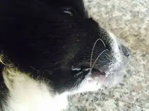 狗狗嘴巴肿了还流口水是怎么了
