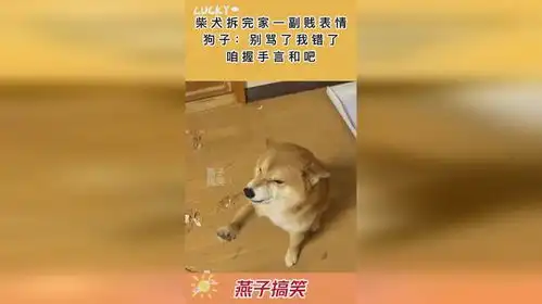 柴犬拆完家一副贱表情,狗子别骂了我错了,咱握手言和吧
