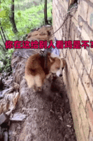鸡表情包gif走来走去是谁