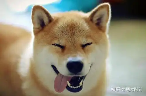 柴犬几个月开始大量掉毛
